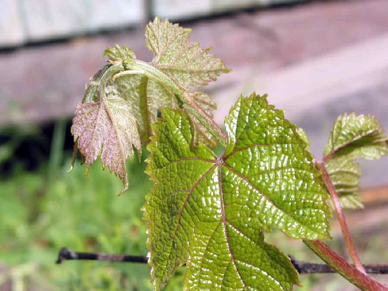 Image of Vitis amurensis specimen.