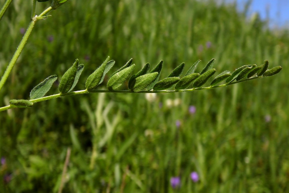 Изображение особи Astragalus danicus.