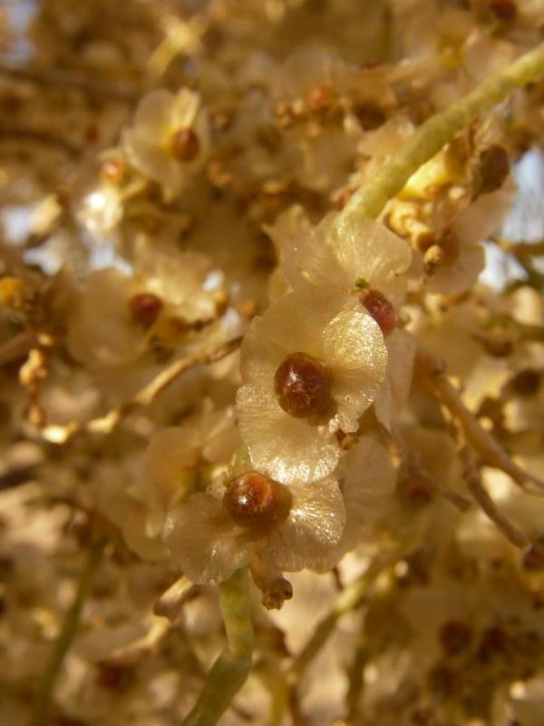 Image of Haloxylon aphyllum specimen.