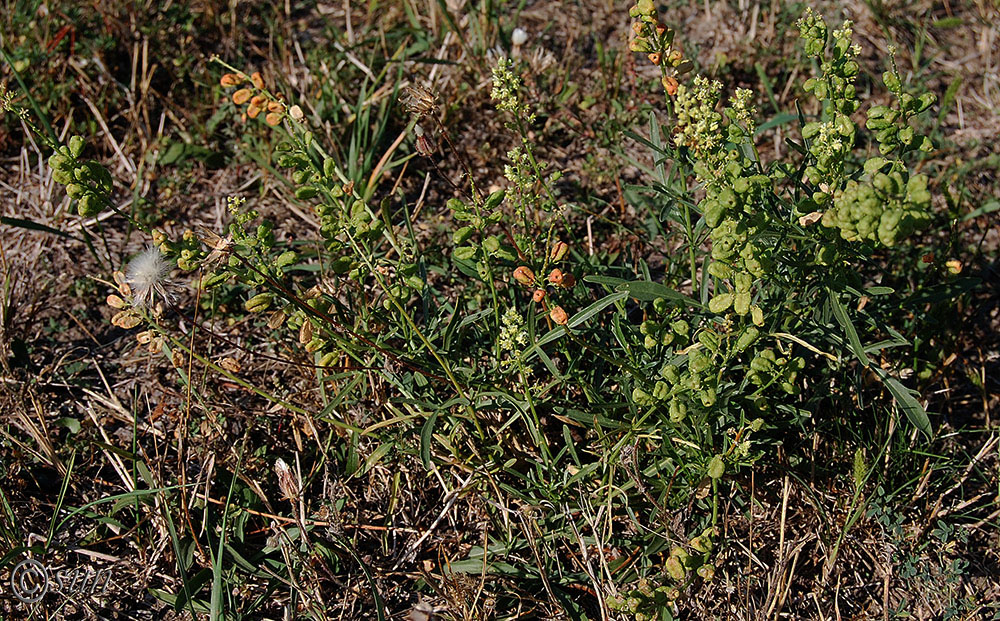 Image of Reseda lutea specimen.