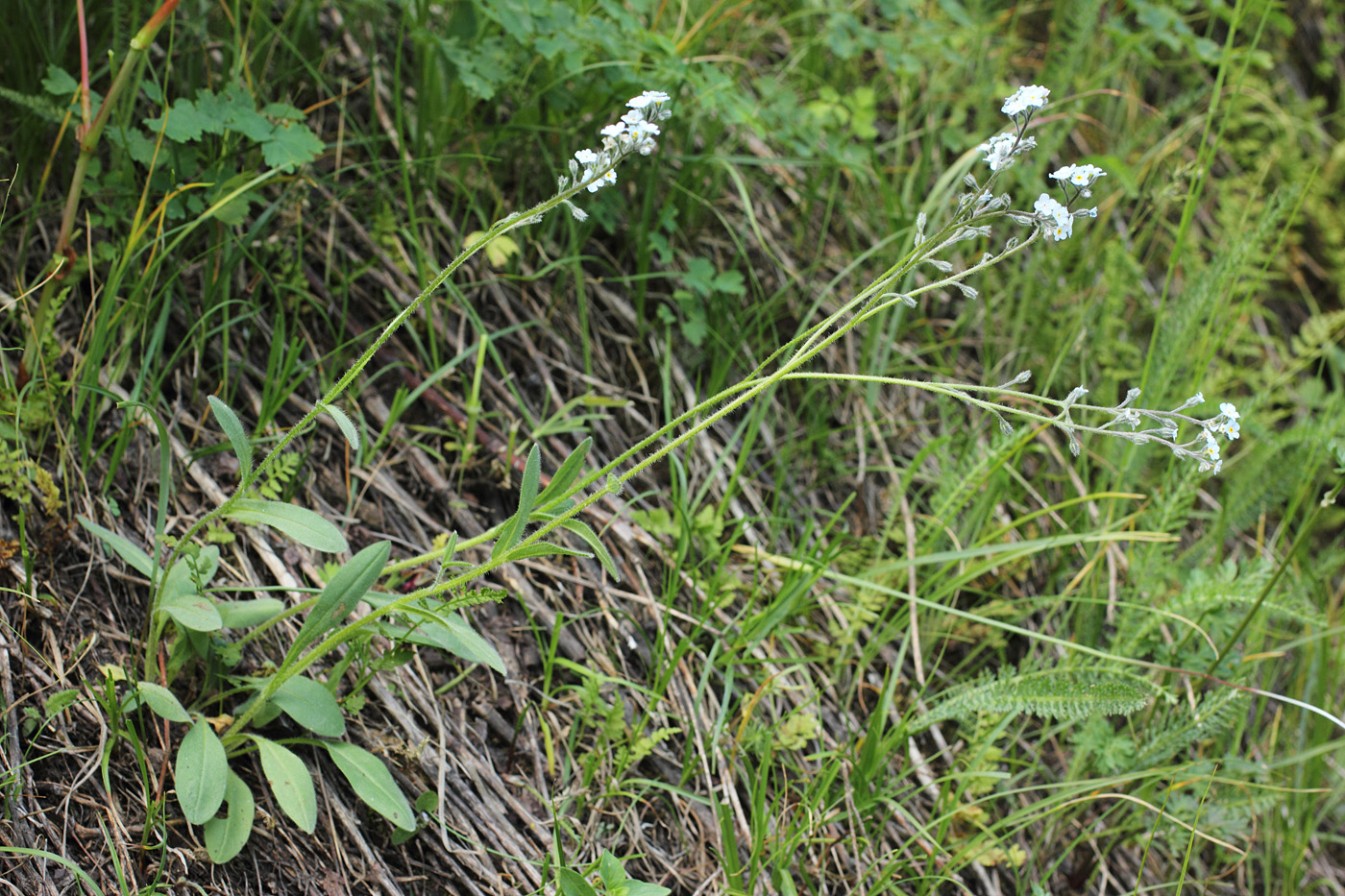 Изображение особи Myosotis imitata.