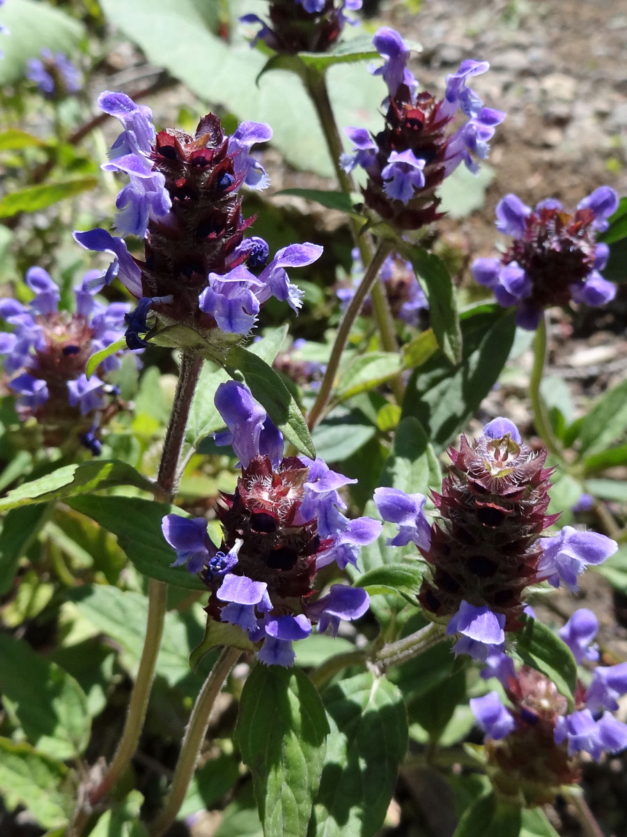 Image of Prunella japonica specimen.