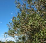 Nerium oleander