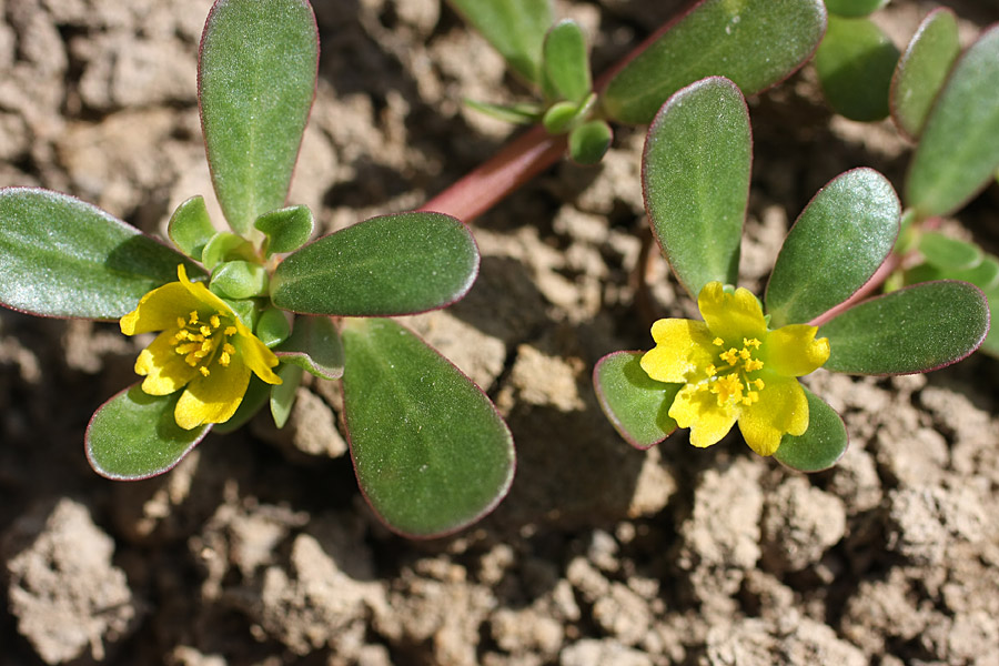 Изображение особи Portulaca oleracea.