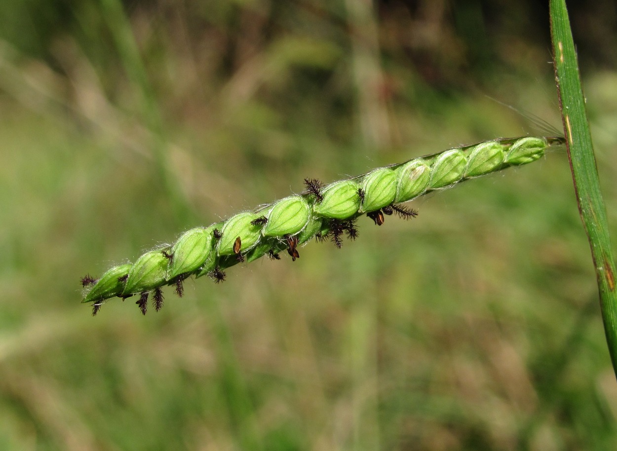 Image of Paspalum dilatatum specimen.