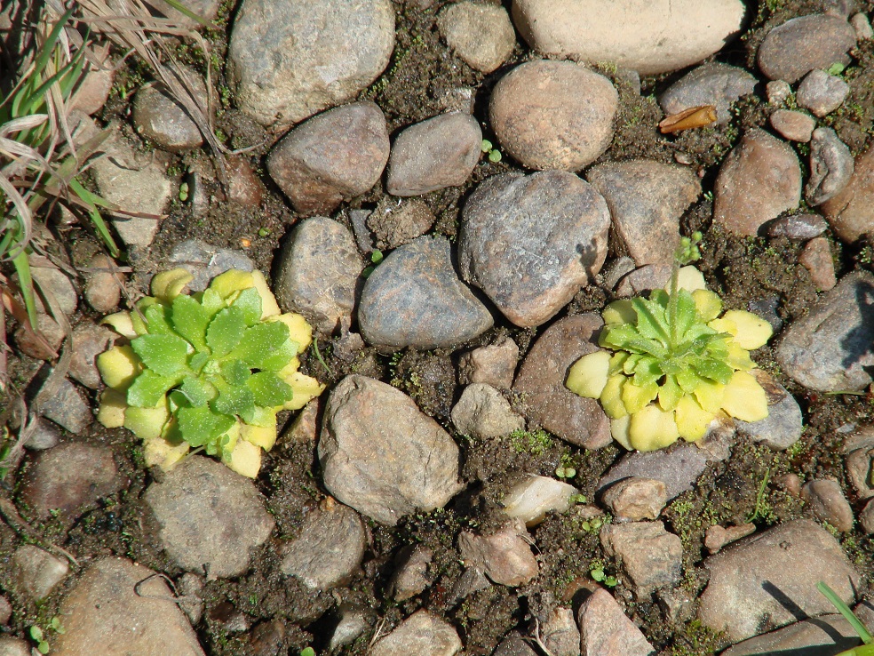 Изображение особи Androsace filiformis.