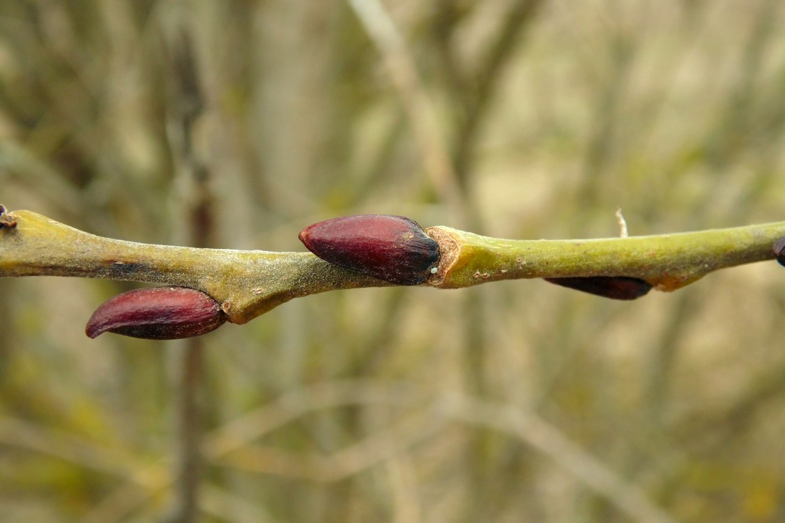 Image of Salix caprea specimen.