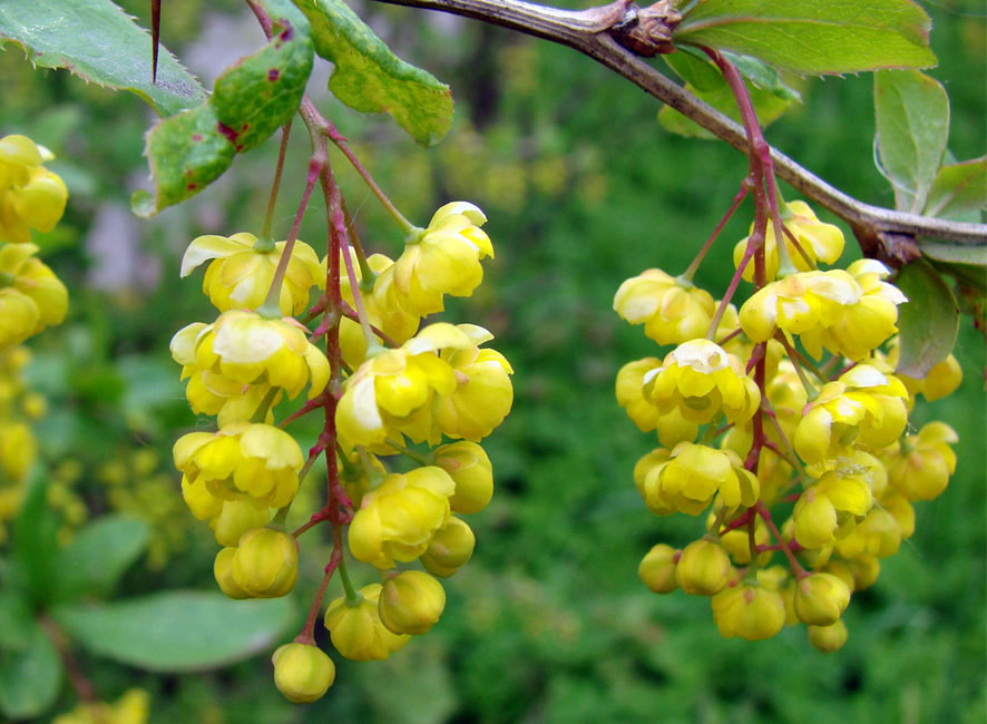 Image of Berberis vulgaris specimen.