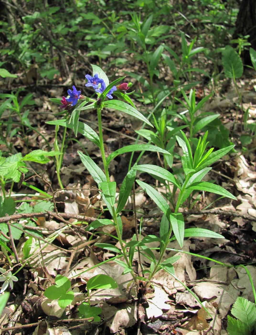 Изображение особи Aegonychon purpureocaeruleum.