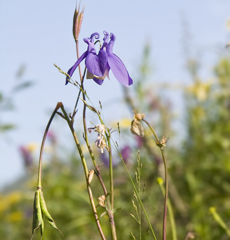 Image of Aquilegia sibirica specimen.