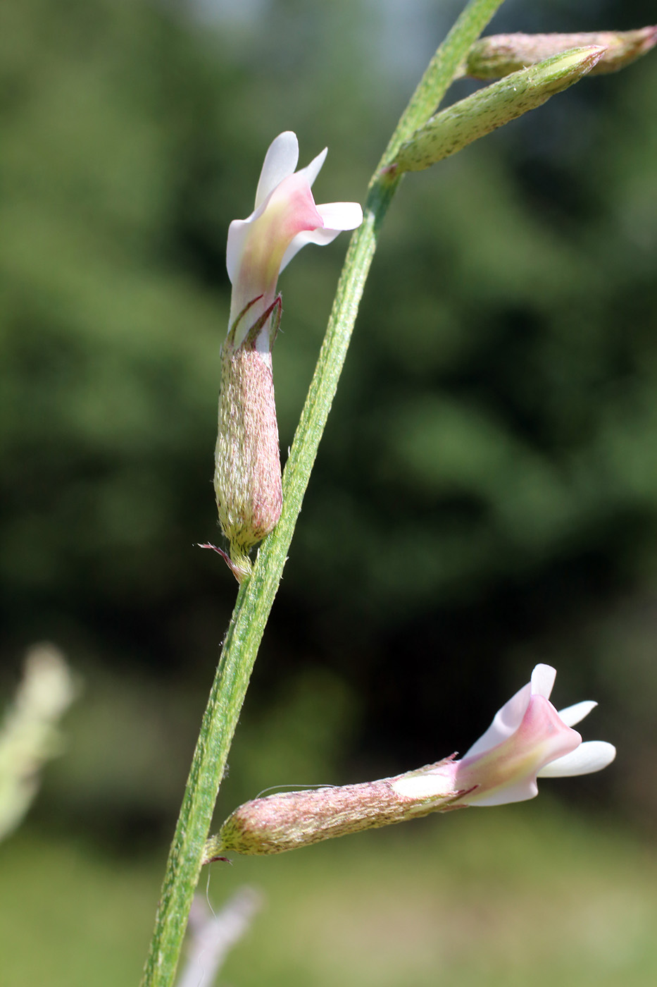 Изображение особи Astragalus angreni.