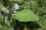 Stachys germanica. Нижняя часть стебля с листом и развивающимся пазушным побегом. Республика Адыгея, г. Майкоп, восточная окраина города, рудеральное местообитание у мусульманского кладбища. 11.06.2016.