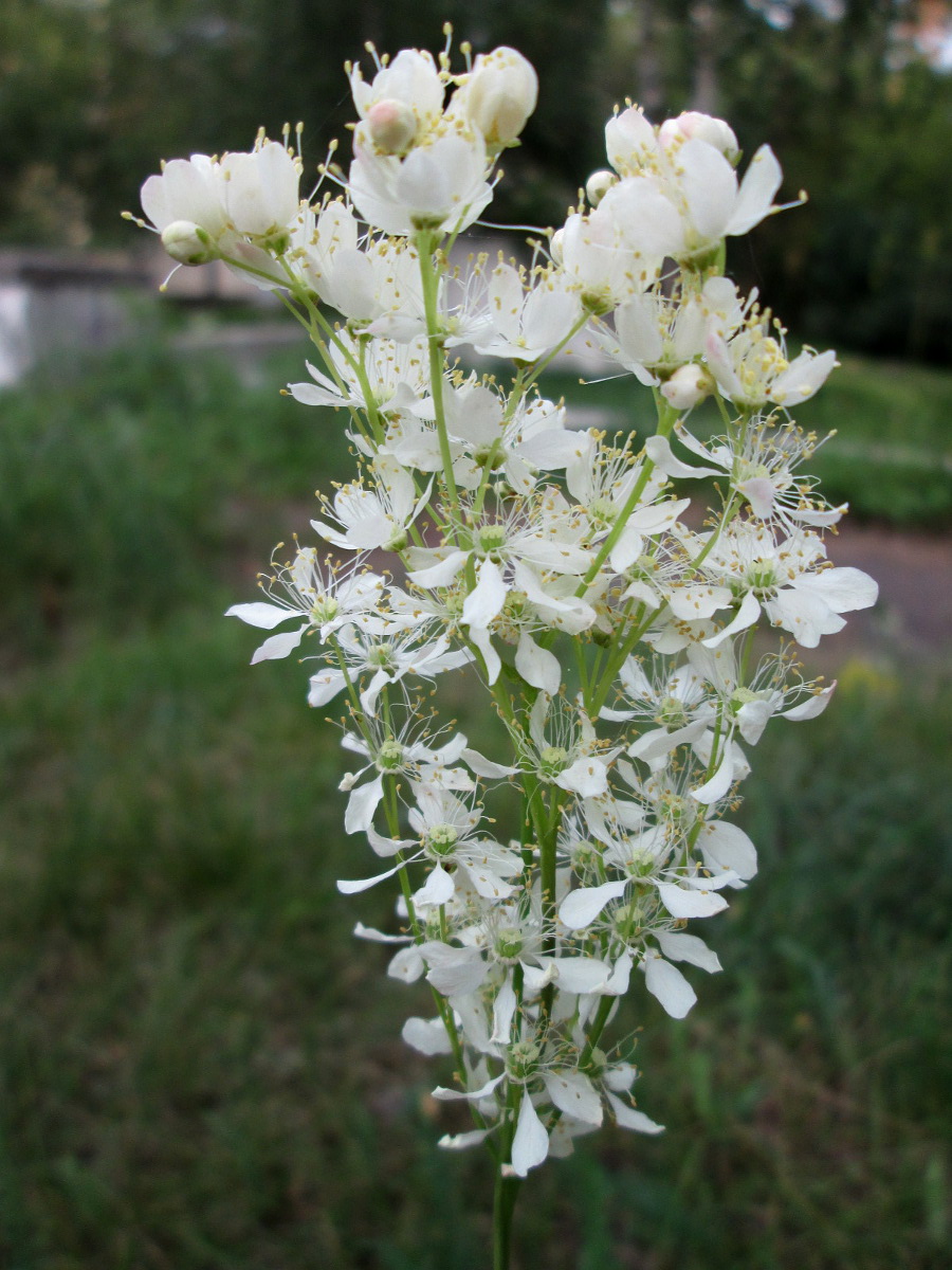 Image of Filipendula vulgaris specimen.