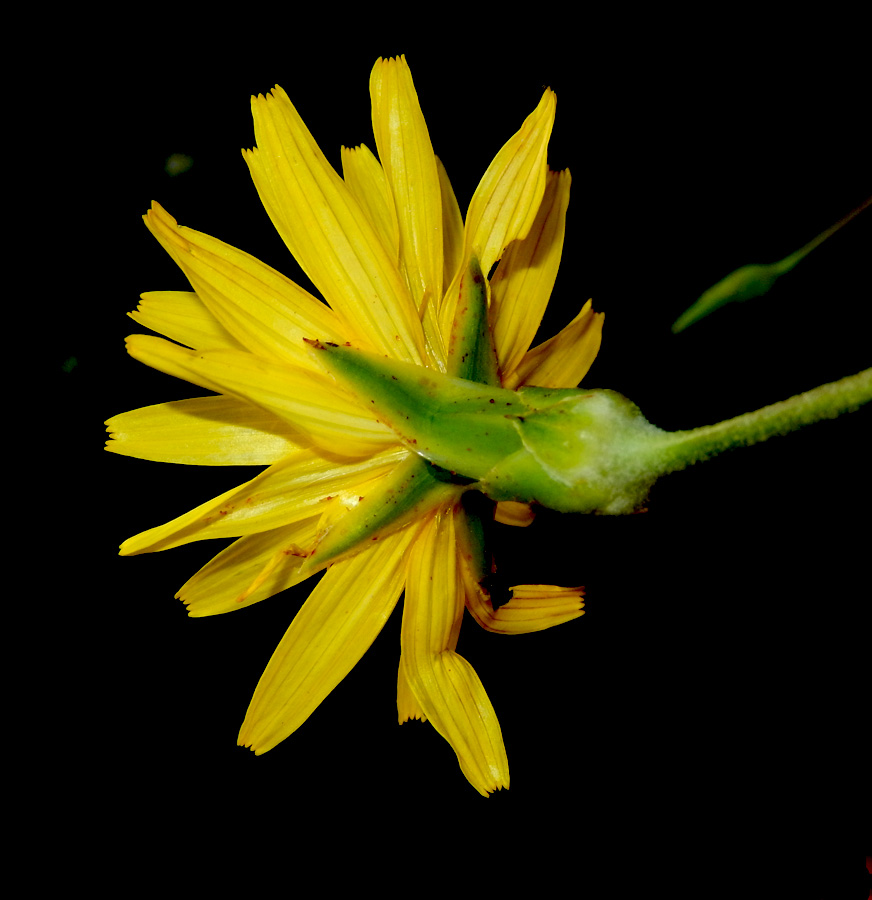 Image of Scorzonera taurica specimen.