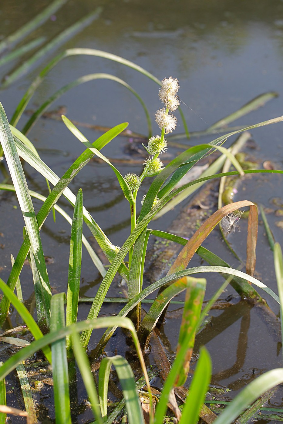 Image of Sparganium emersum specimen.