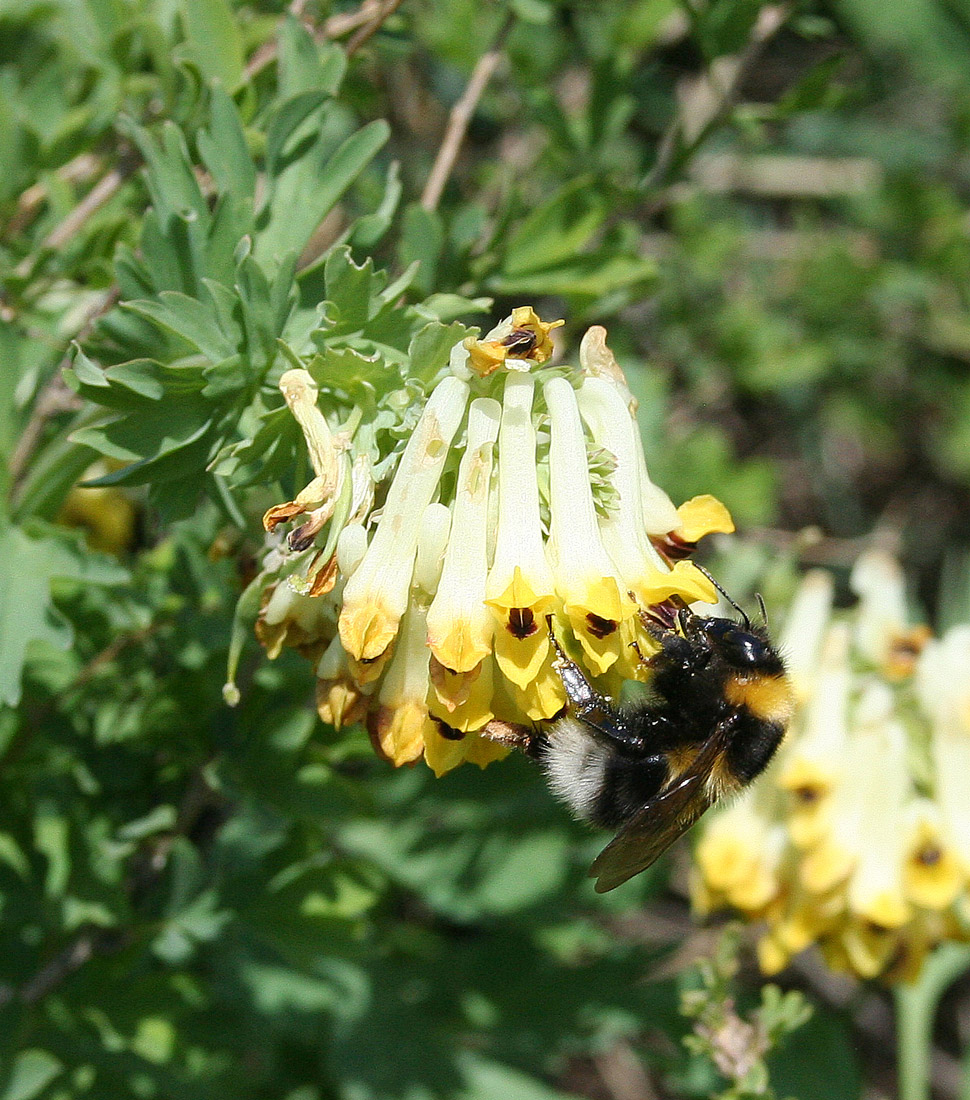 Image of Corydalis nobilis specimen.