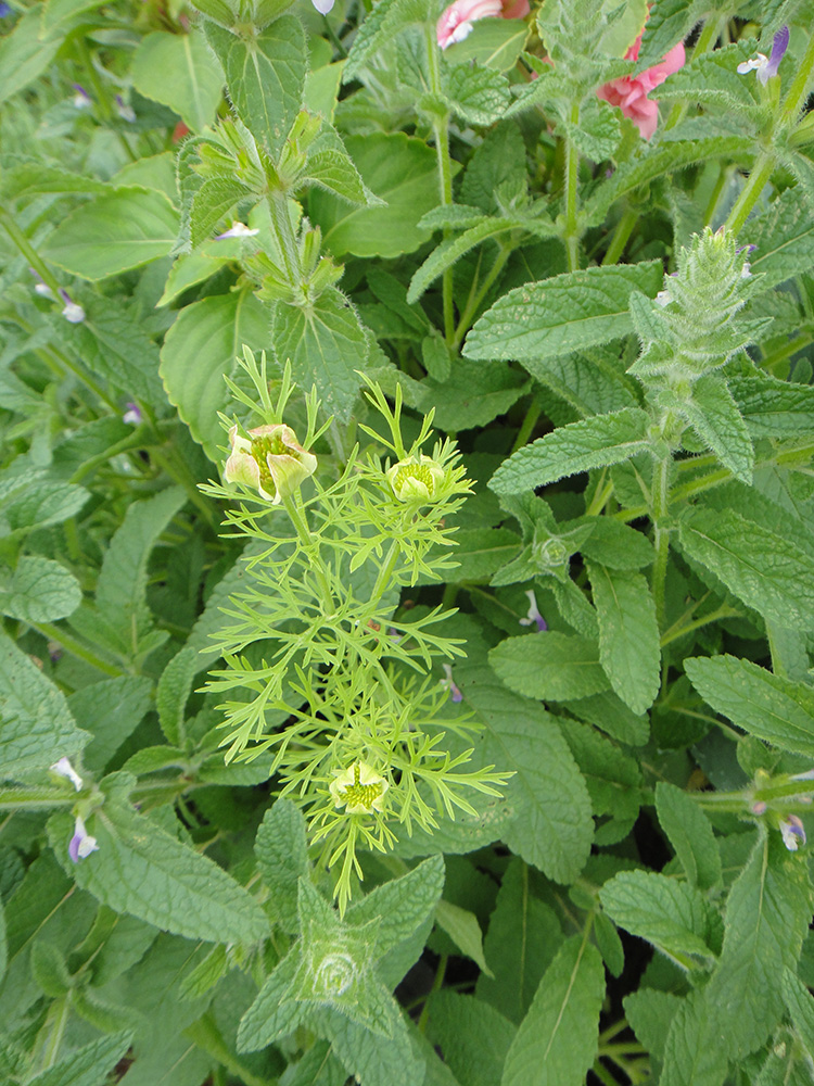 Image of Nigella sativa specimen.