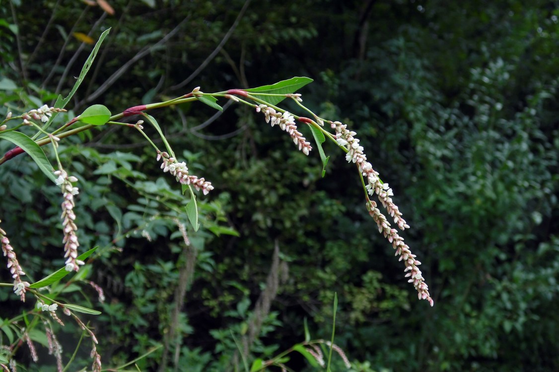 Image of Persicaria lapathifolia specimen.