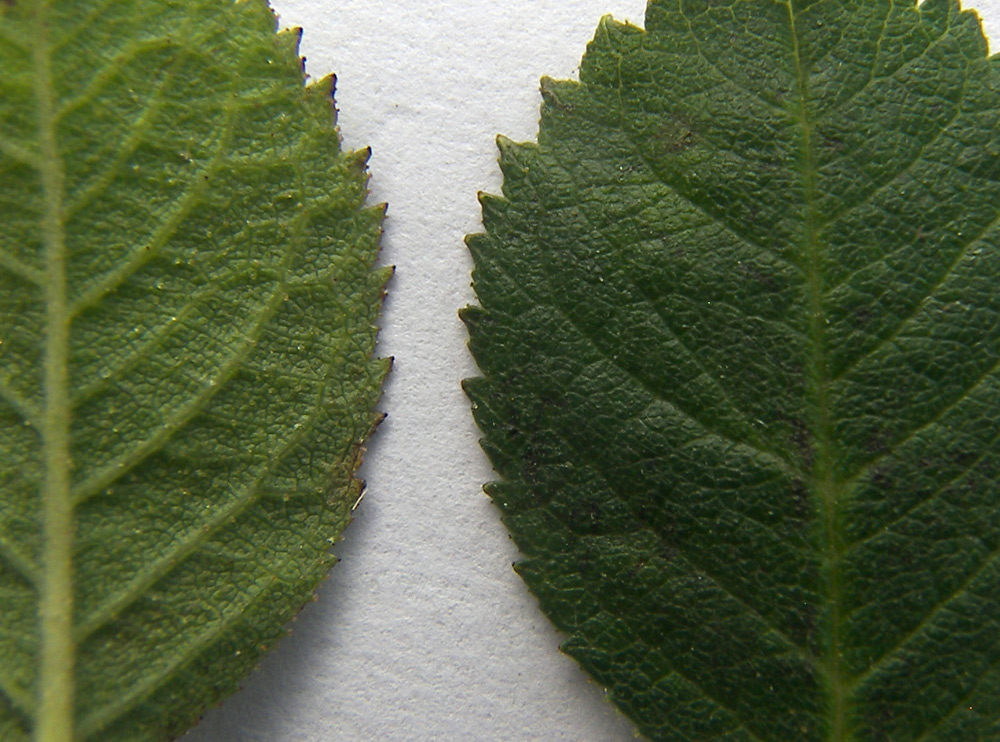 Image of Rosa rubiginosa specimen.