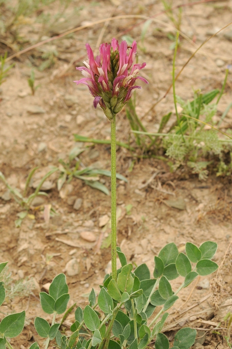 Image of Astragalus platyphyllus specimen.