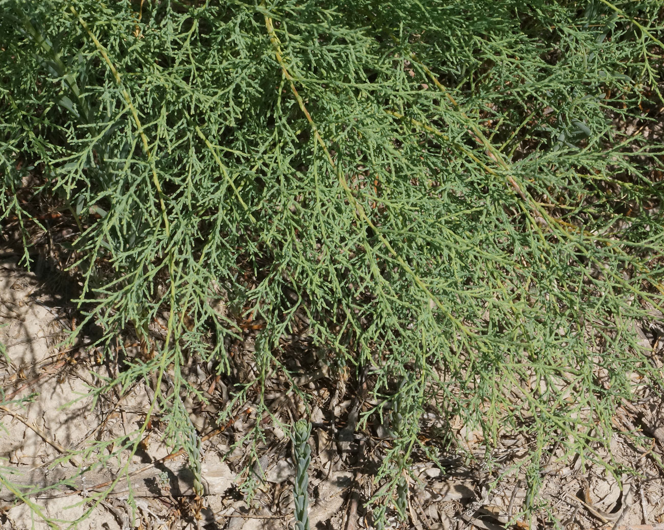 Image of Tamarix ramosissima specimen.