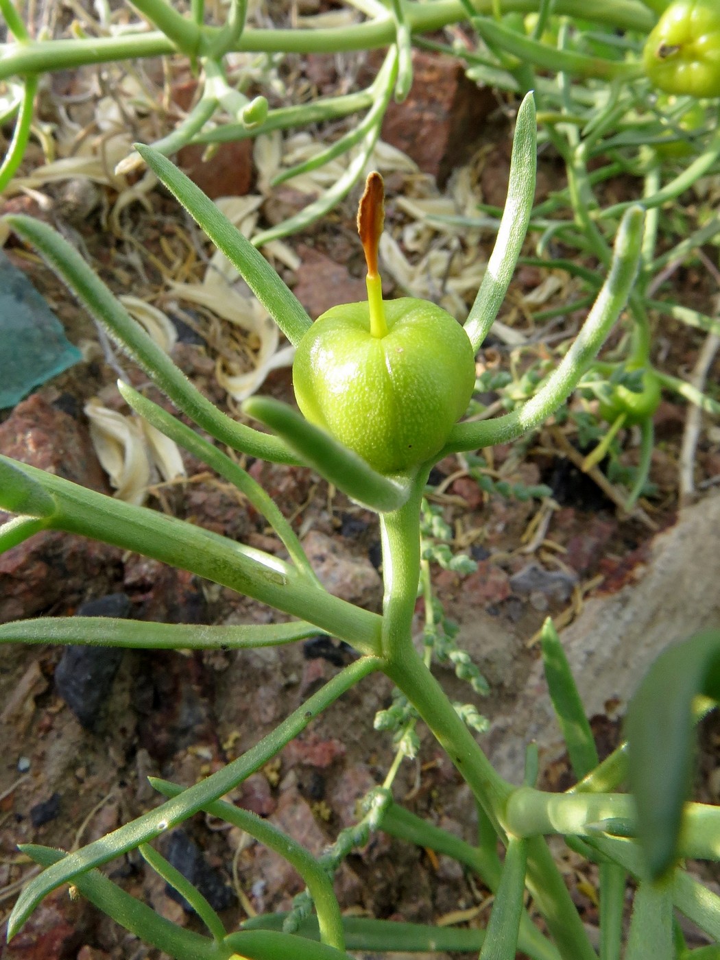 Image of Peganum harmala specimen.