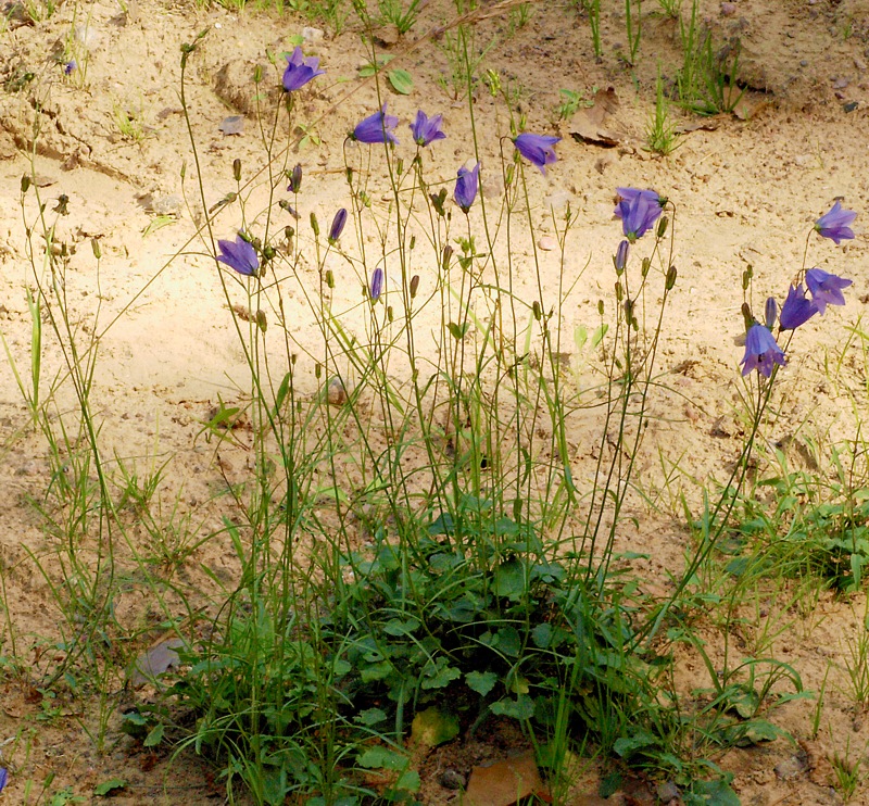 Image of Campanula rotundifolia specimen.