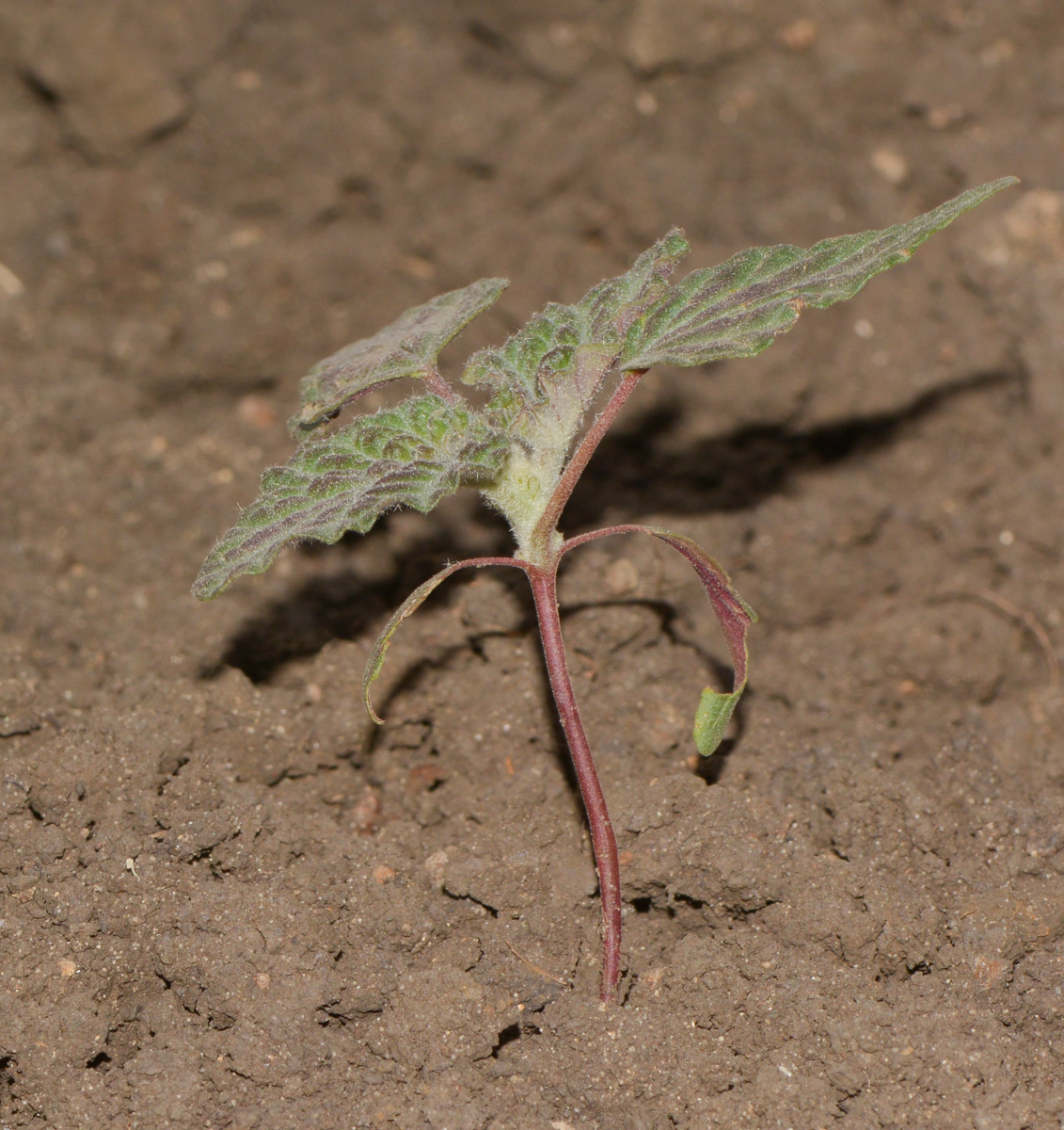 Image of Chrozophora plicata specimen.