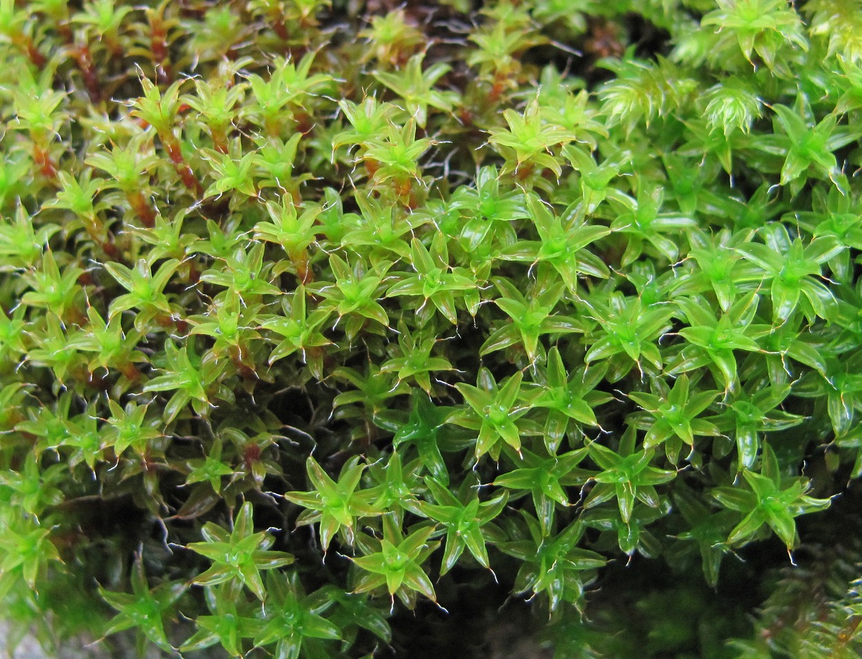 Image of genus Syntrichia specimen.