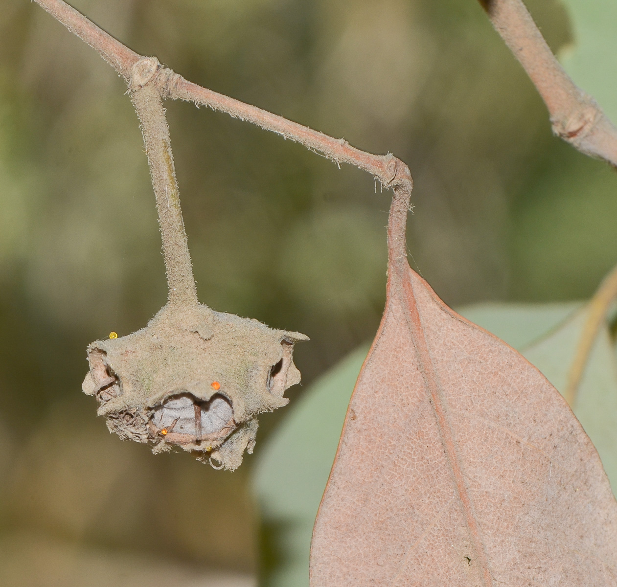 Image of Syncarpia glomulifera specimen.