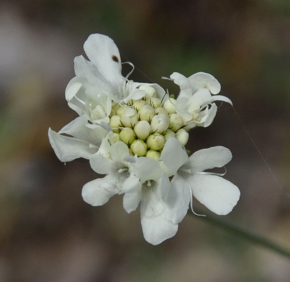 Изображение особи Scabiosa triniifolia.