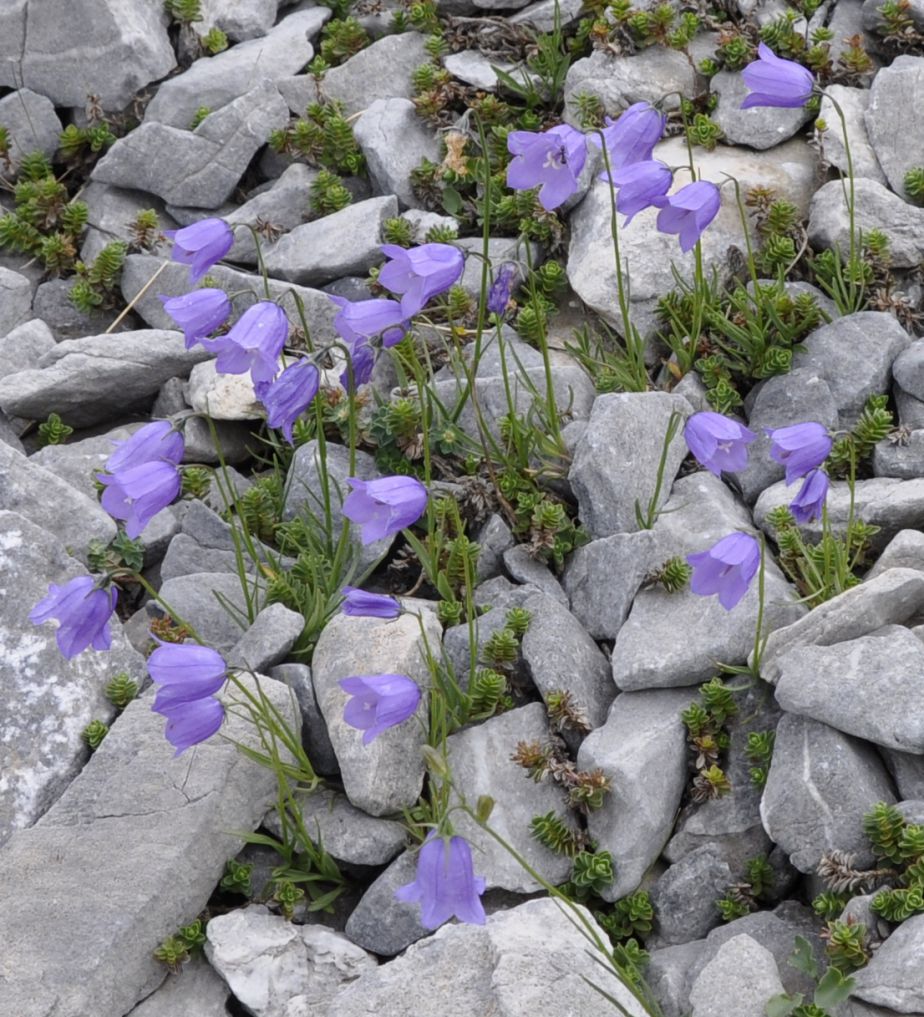 Image of Campanula rotundifolia specimen.