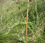 Centaurea scabiosa. Лист и фрагмент средней части стебля. Республика Мордовия, Большеберезниковский р-н, окр. с. Вейсэ, открытый склон с выходами мергелисто-меловых пород. 5 августа 2016 г.