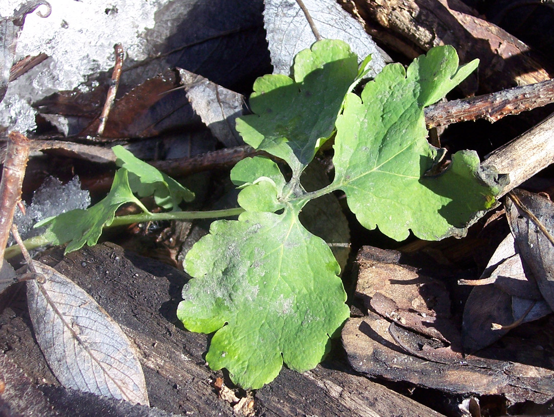 Image of Chelidonium majus specimen.