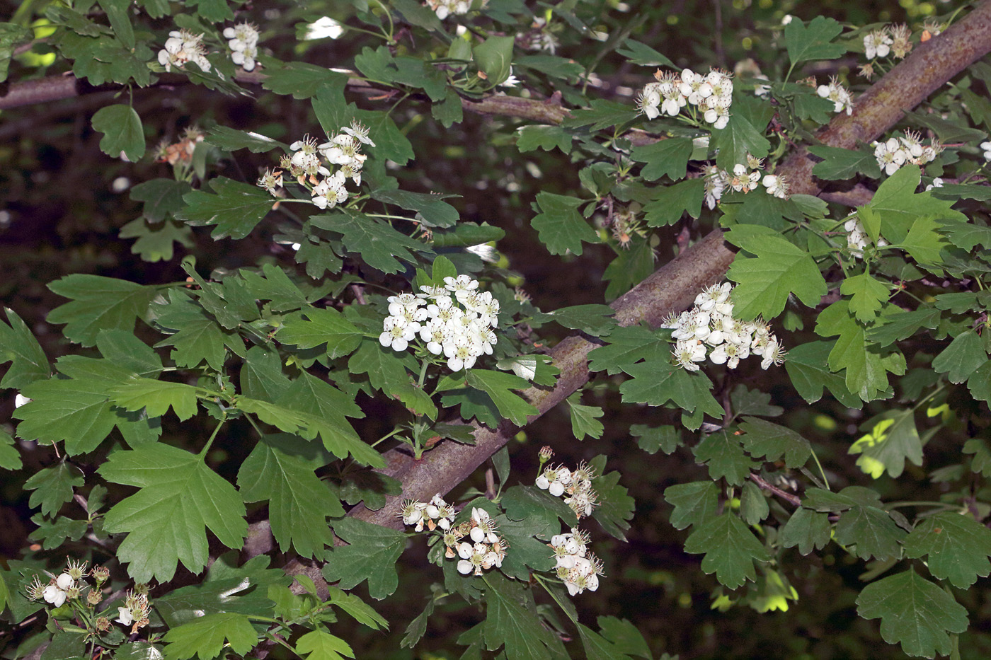 Изображение особи Crataegus pseudoheterophylla.