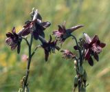 Delphinium puniceum. Верхушки соцветий с цветками и плодами. Украина, Луганская обл., Свердловский р-н, заповедник \"Провальская степь\", Грушевский участок. Начало июля 2005 г.