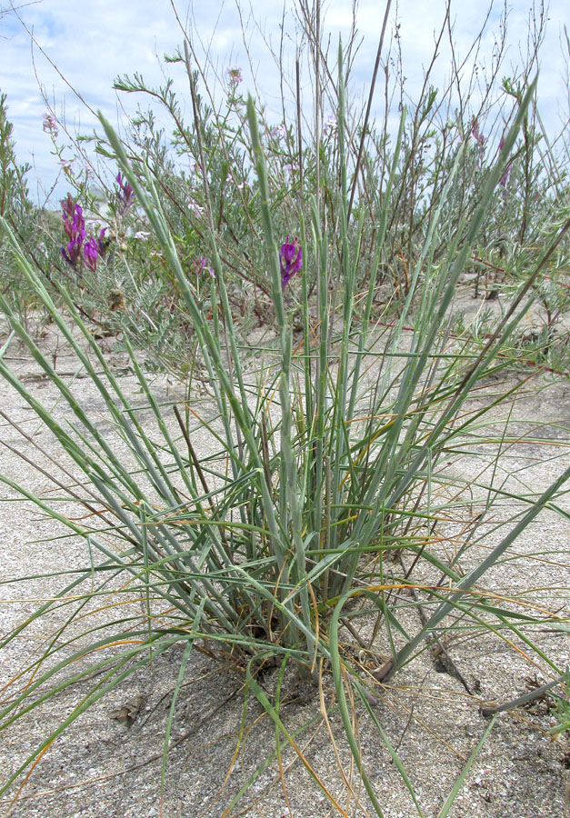 Image of Elytrigia bessarabica specimen.