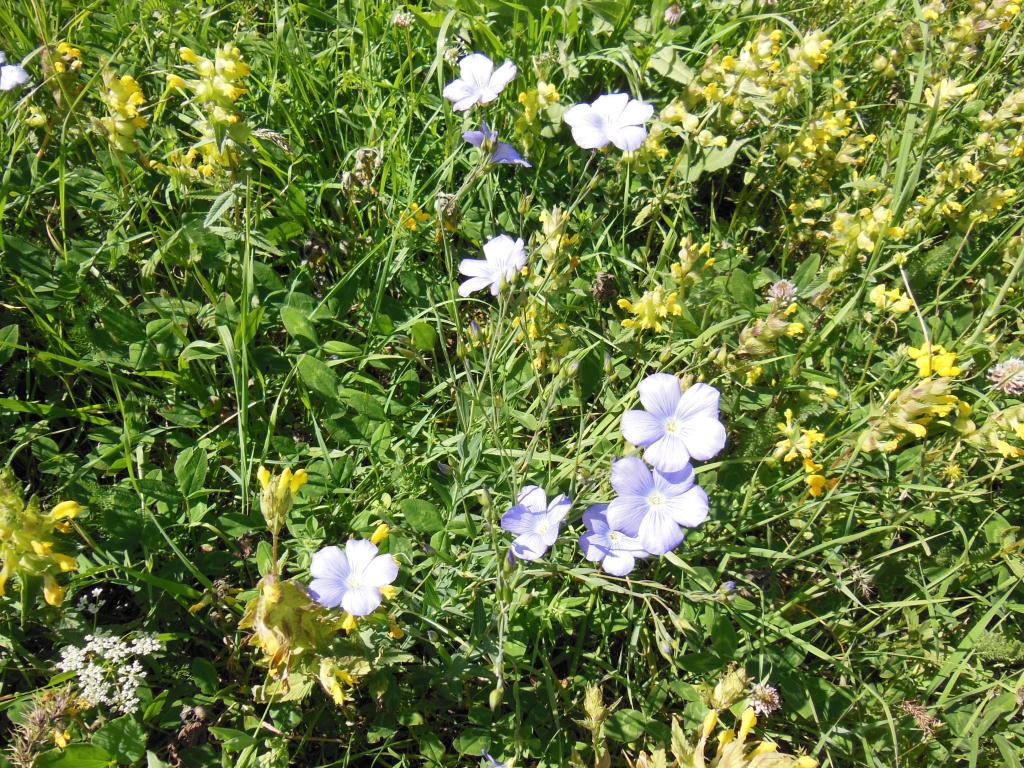 Image of genus Linum specimen.