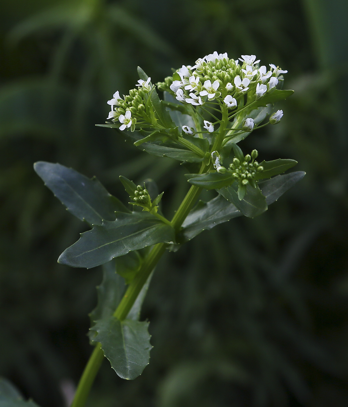 Image of Thlaspi arvense specimen.