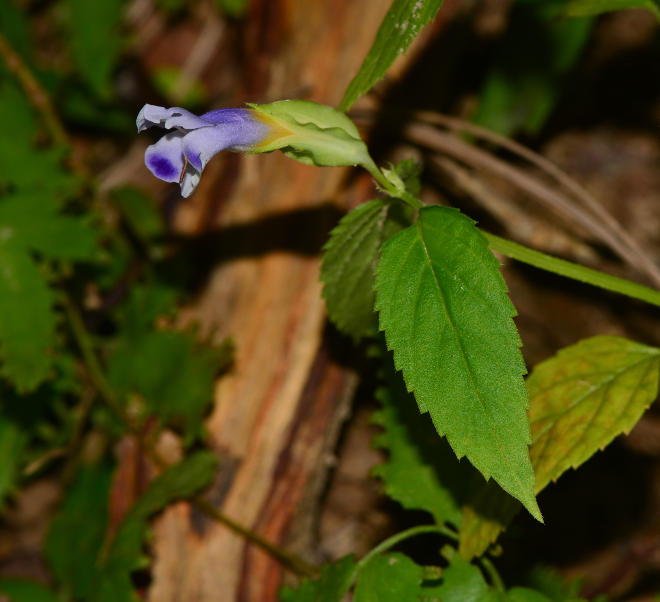 Image of Torenia violacea specimen.