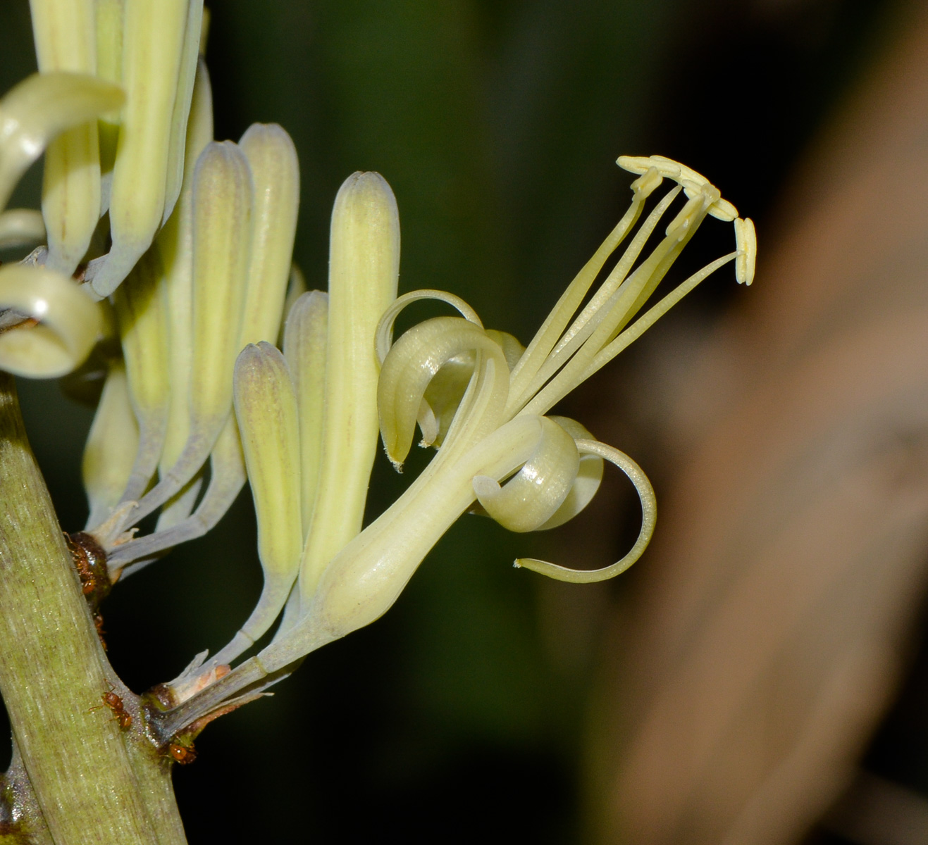 Image of Sansevieria cylindrica specimen.