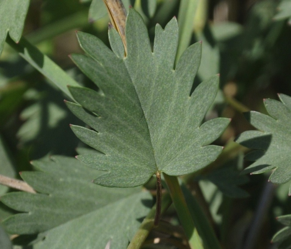 Изображение особи Poterium sanguisorba.