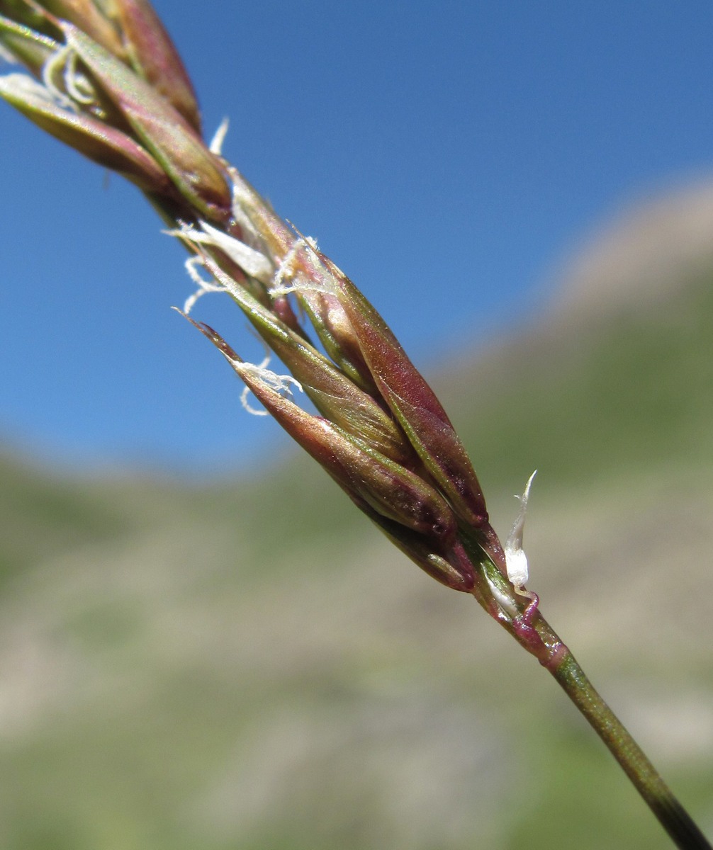 Изображение особи семейство Poaceae.