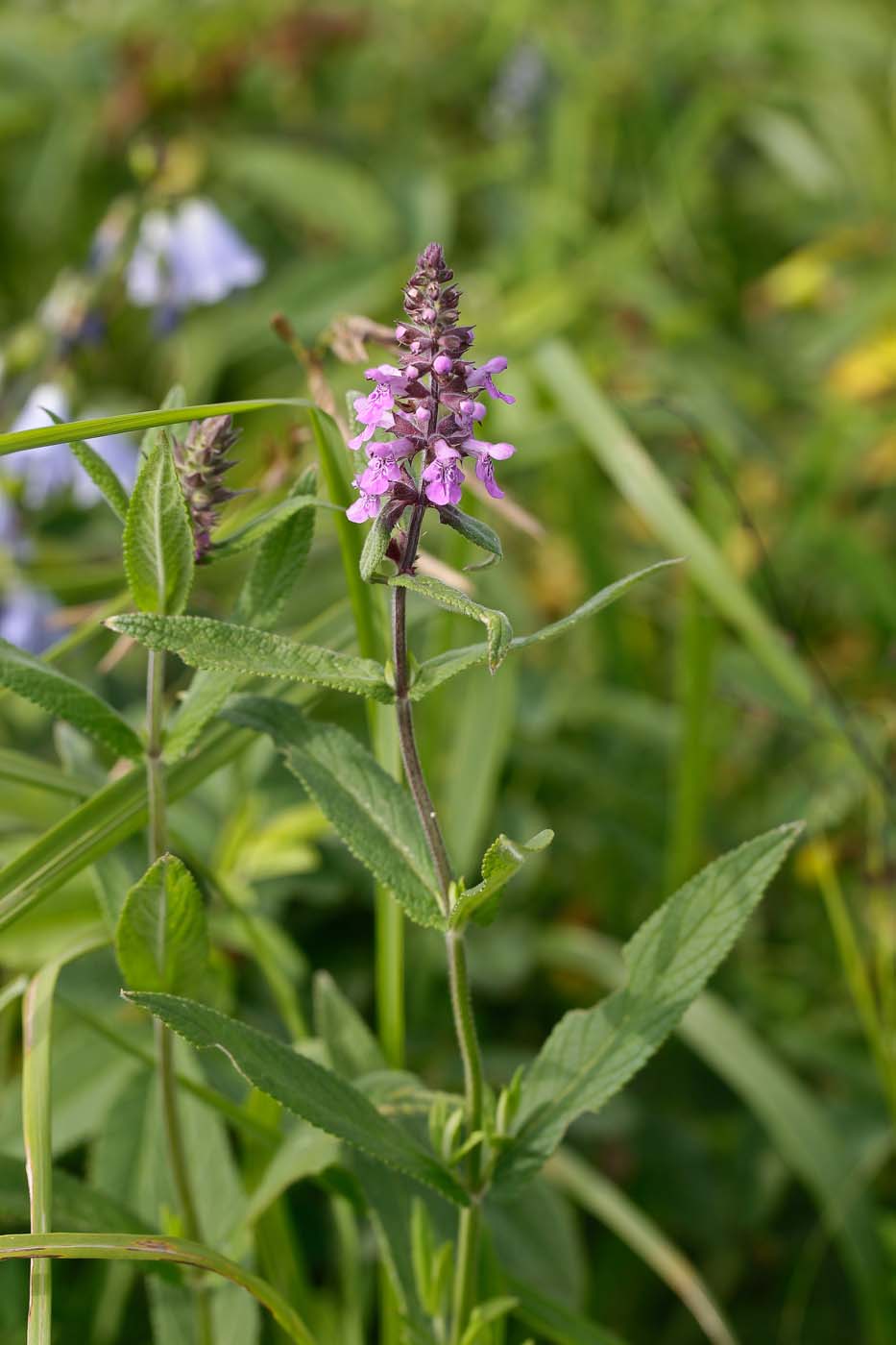 Изображение особи Stachys palustris.