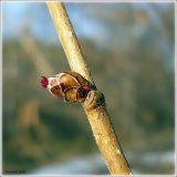 Corylus avellana. Женские цветки в цветочной почке. Чувашия, окр. г. Шумерля. 31 марта 2008 г.