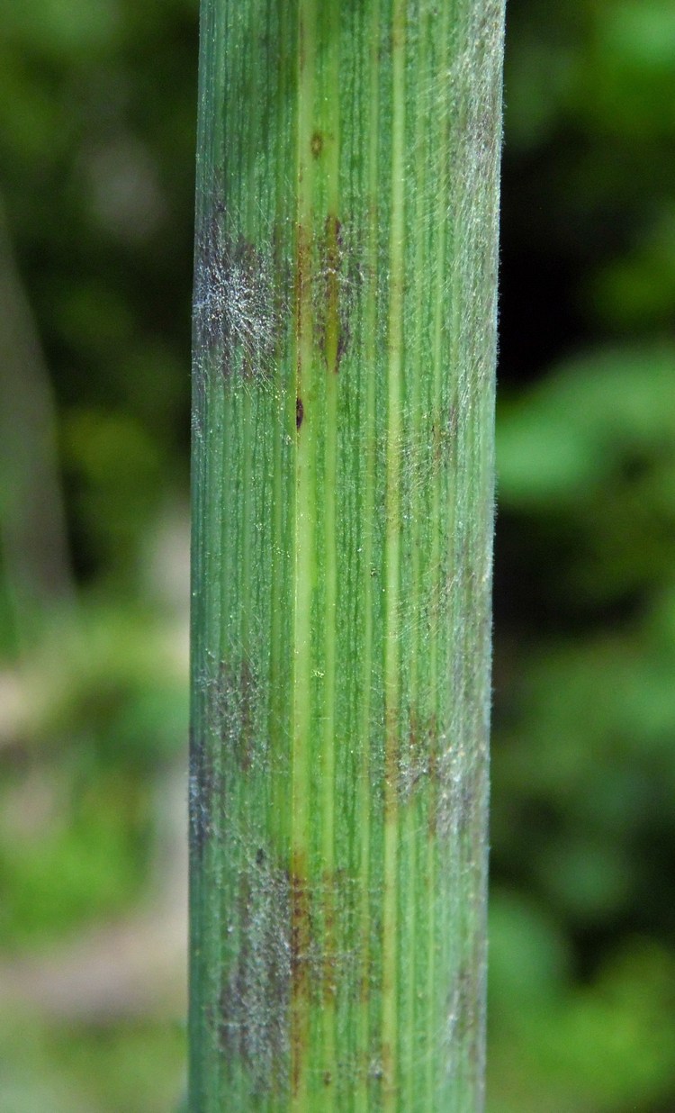 Image of Sonchus palustris specimen.