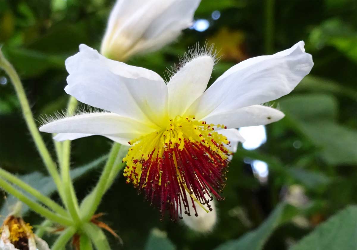 Image of Sparmannia africana specimen.