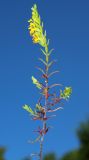 Orthanthella lutea