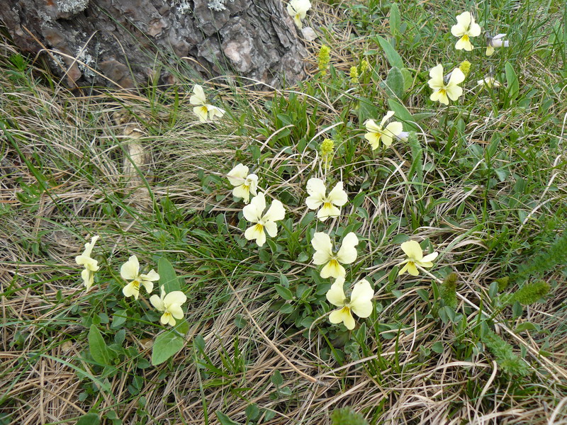 Изображение особи Viola oreades.