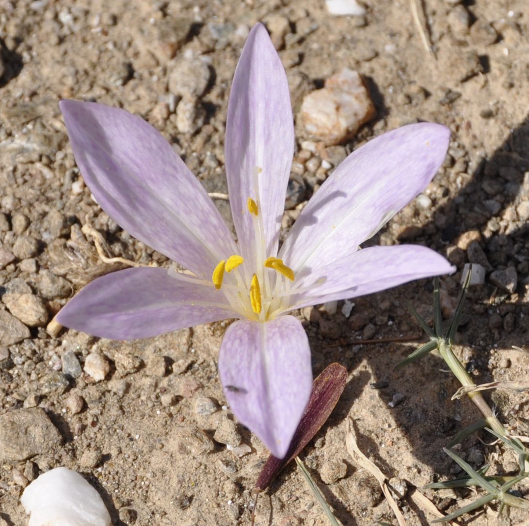 Image of Colchicum chalcedonicum specimen.